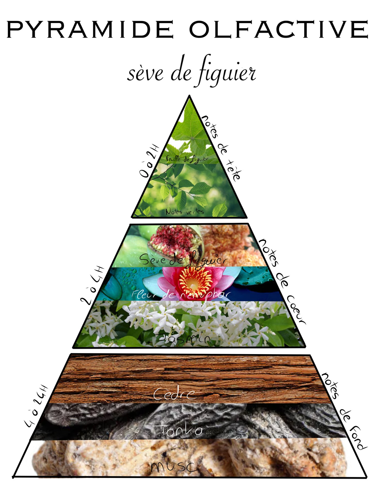 Pyramide olfactive de la bougie Sève de Figuier, avec notes de tête, de cœur et de fond boisées et végétales